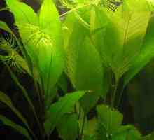 Растителна лимонена трева аквариум: Грижа и репродукция