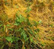 Растение-паразитен додър: мерки за борба
