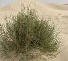 Пустинното растение saxaul. Saksaul: цъфтящо пустинно дърво