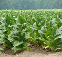 Тютюн за растения: растежни и полезни свойства