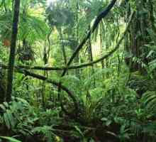 Растения и животни на Амазонка