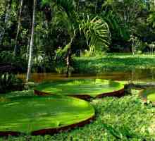 Растения от екваториални гори. Характеристики и значение