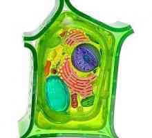 Растителната клетка е елементарна биологична растителна система