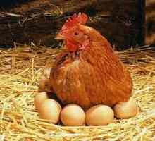 Разглеждаме колко кокошка е излюпването на яйца и какви условия трябва да създаде за това