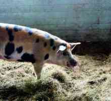 Срязване на кланични трупове на свинско месо: схема, описание и характеристики