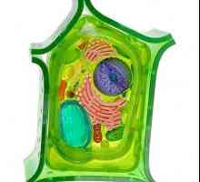 Разлики и сходства на растителни и животински клетки