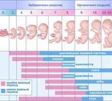 Фетален размер за седмици от бременността: снимка, ултразвук, норма, патология