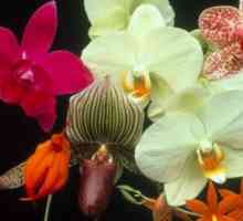 Възпроизвеждане на домашен орхидея у дома - как да се получи един от един?