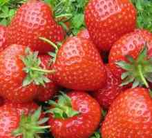 Възпроизвеждането на ягоди с мустаци и семена