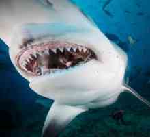 Видове акули, имена, характеристики и интересни факти