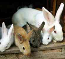 Развъждане на зайци като бизнес: организираме ферма. Бизнес от самото начало, за да растат зайци