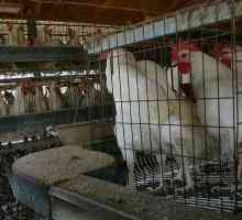 Развъждане на пилета като бизнес: рентабилност, условия, оборудване