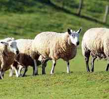 Развъждане на овце: инструкция за начинаещи