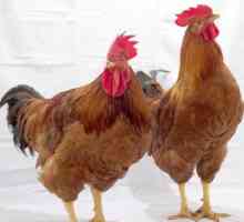 Redbro (пилета): ревюта, описание и описание