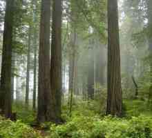 Redwood - Национален парк (Калифорния, САЩ)