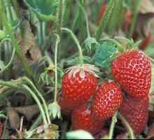 Препоръки за начинаещи градинари: как да се грижите за ягоди през есента