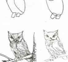 Растете животните постепенно с молив. Как да се научим как да рисуваме животните на етапи?