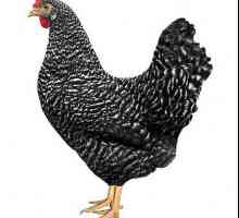 Пилета: описание на породата и снимки