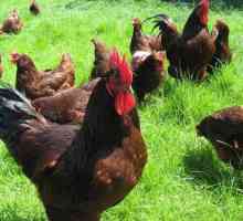 Роуд Айлънд - порода пилета: описание, снимка, характеристики, ревюта