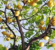 Родината на лимоновата стая