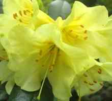 Rhododendron. Отглеждане. Характеристики на грижите