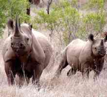 Рогът на носорог е причината за неговото унищожение