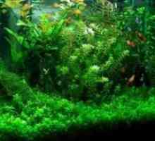 Hornwort в аквариума: грижи и условия. Как да засадим в аквариум кубински, червено-стъбъл, тъмно…