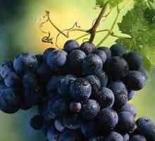 Rochefort е грозде, сортирано на маса. Описание, размножаване чрез резници