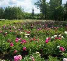 Луксозна красота на растителния свят в Ботаническата градина в Уфа