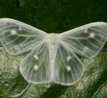 Пеперуда на пеперудата: елегантна пробокса