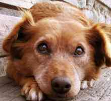 Royal Canin Gastro Intestinal - храна за специална диета