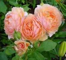 Rose `Grace` - описание на сорта и особеностите на отглеждането