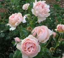Розовото наследство - аристократ с английски корени