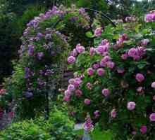 Роза Луис Одиер - красота от семейство Бурбон