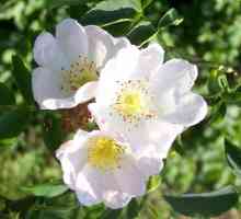 Rose of May (шипка): описание, снимка