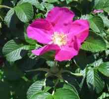 Роза набръчкана: описание, засаждане и грижи, възпроизвеждане