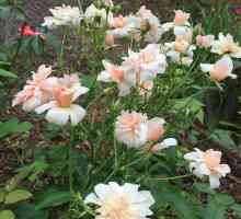 Полиантус роза: снимка, отглеждане на семена у дома, рецензии