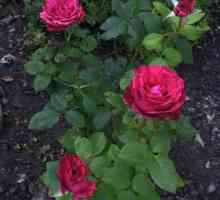 Роза червена интуиция: описание и характеристики