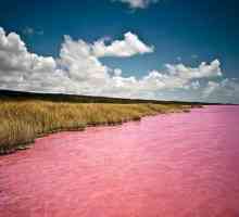 Розово езеро в Алтай. Два езера с красива окраска - Burlinskoe и езеро Raspberry.