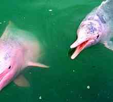 Розови делфини - тайната на природата