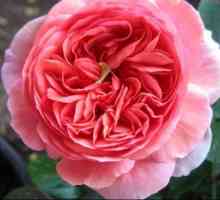 Roses Chippendale: описание на разнообразието и особеностите на отглеждането.
