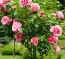 Розите в градината - Възпроизвеждане и грижи