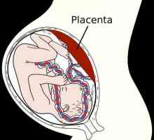 Ръчно отстраняване на плацентата: методи и техники за извършване