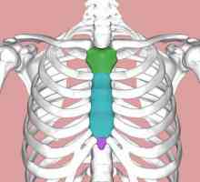 Дръжка на гръдната кост: структура, признаци на патология и лечение