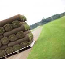 Roll тревата - рецензии. Как да се постави трева? Въртене на трева
