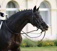 Руски коне порода коне: описание, характеристики, история на породата. Спортни коне