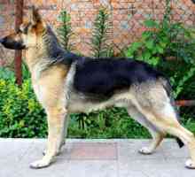 Руски породи кучета: кратко описание