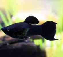 Черна риба: снимка и описание на най-популярните жители на аквариумите