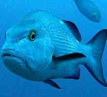 Рибата на Луцианците: описание, особености