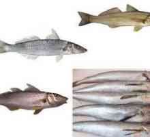 Рибата син меджид: ползите и вредите от морски дарове